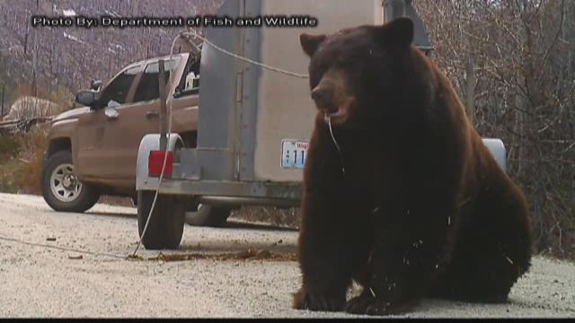 Bears coming out of hibernation, hungry - KCAW