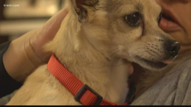 Four years later: Nevada woman reunited with stolen dog in Spokane