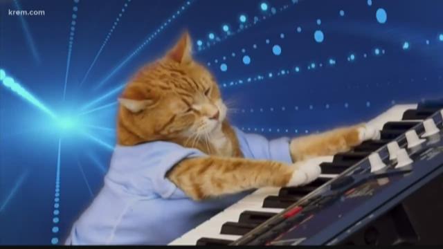 Bento was the second keyboard cat, carrying on the viral video legacy.