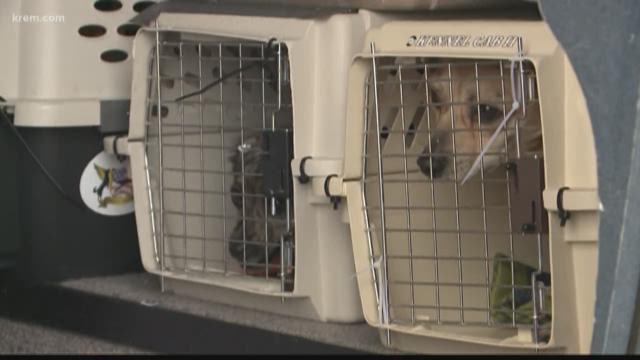 Wings of Rescue bringing pets to Inland Northwest for adoption